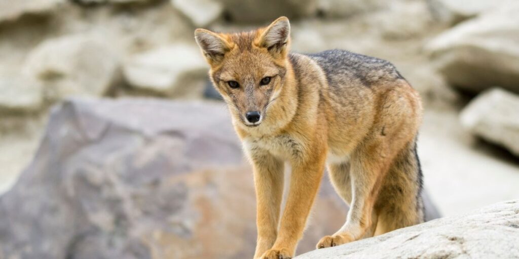 Atuq, the Andean fox